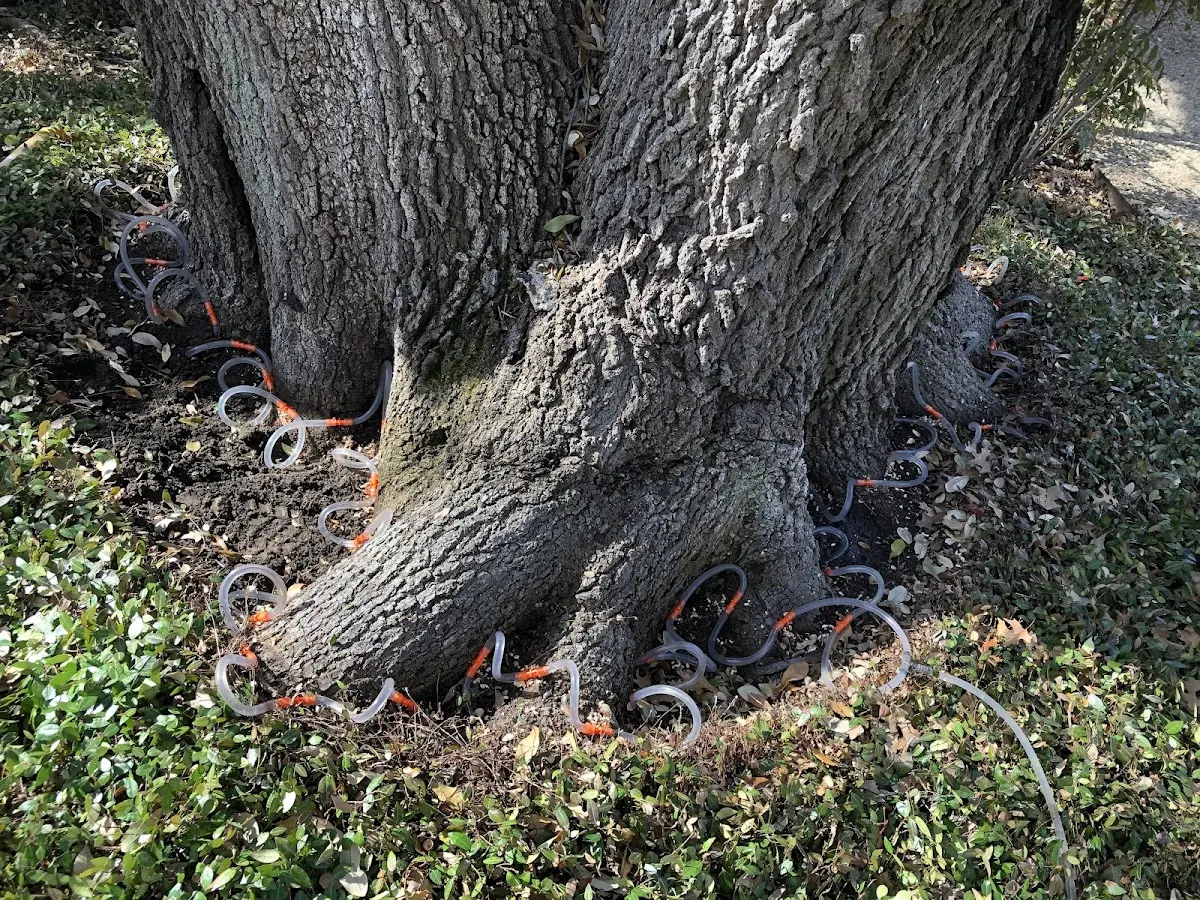 Detailed Tree Cabling and Bracing job site in South Charleston