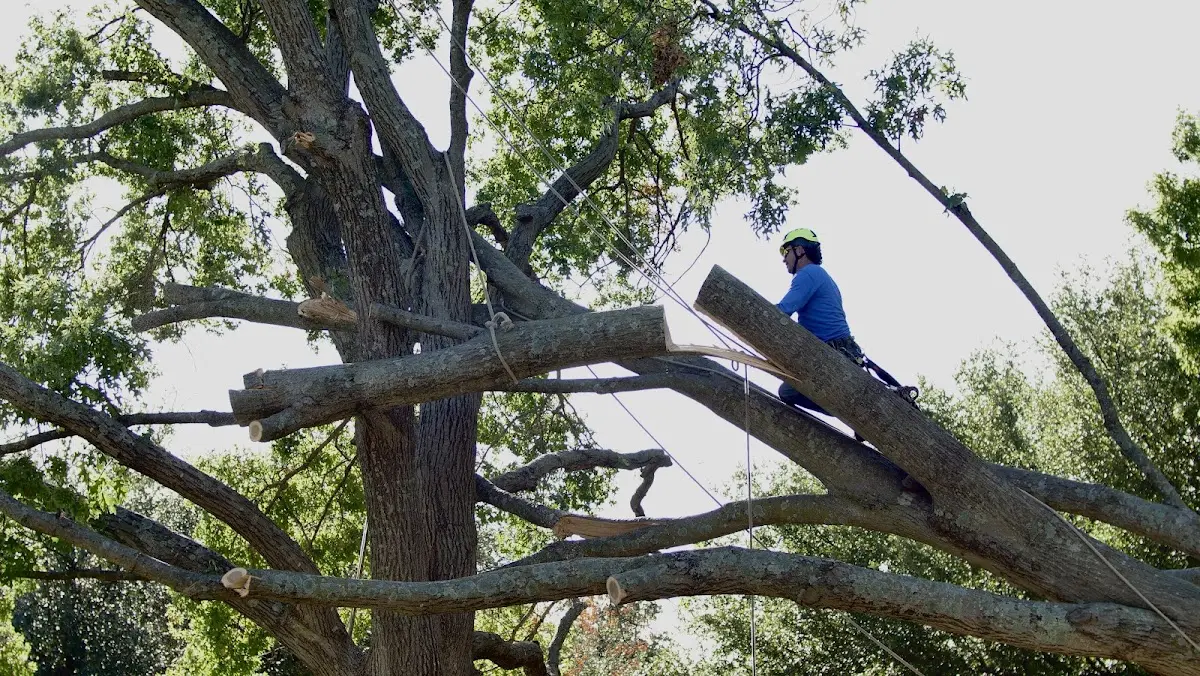 Professional Hazardous Tree Removal performed by certified arborists in South Charleston