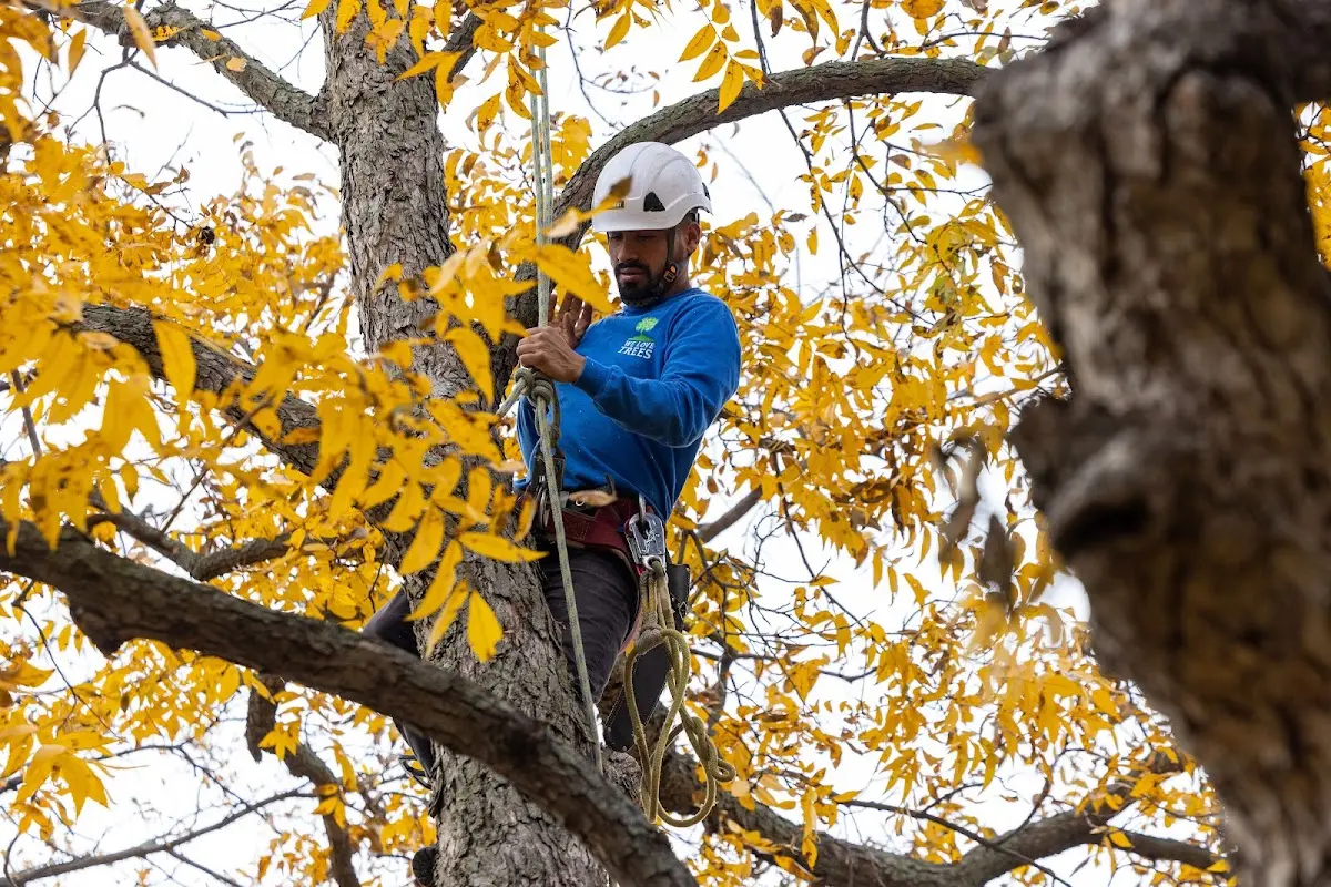 Skilled Tree Pruning crew working in South Charleston