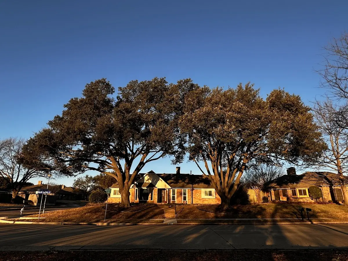 Established residential canopy tree shading a home in South Charleston